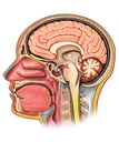 Cut-away view of Head