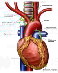 Heart Anatomy with Lymph Nodes