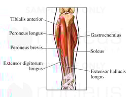 Muscles of the Lower Leg: Anterior (Front) View
