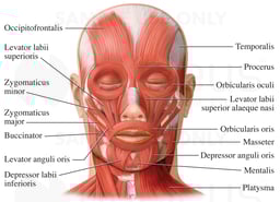 Muscles of the Face (Facial Muscles)