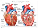 Anatomy of the Heart