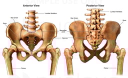 Anatomy of the Pelvis and Sacroiliac Joints