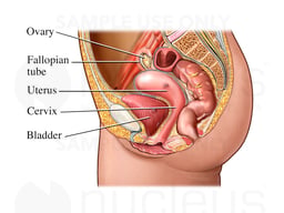 Structures Pictured by Pelvic Ultrasound: Female