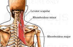 Deep Muscles of the Shoulder Girdle: Posterior (Back) View
