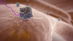 Viral Genetic Material Bound to a Ribosome