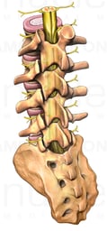 Lumbar Vertebrae and Sacrum with Spinal Cord, Posterior/Lateral View