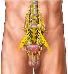 Nerves of the Bladder