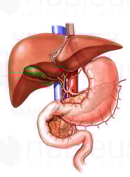Anatomy of the Biliary System