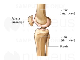 Medial Knee Bones
