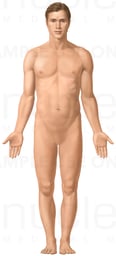 Male Figure: Anterior View