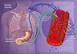 Pancreas, Normal Process