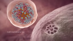 Influenza Virus Particle encased in a Cell Membrane Sac with Sac Labeled