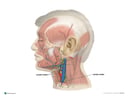 Lymph Vessels and Nodes of the Lateral Head and Neck