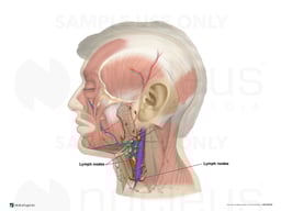 Lymph Vessels and Nodes of the Lateral Head and Neck