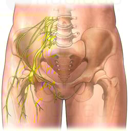 Lumbar Spinal Nerves