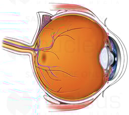 Anatomy of the Eye - Cut-away View