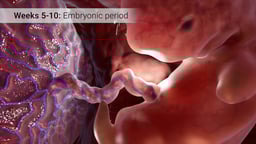 Embryo Connected to Placenta via Umbilical Cord (Weeks 5-10 of Pregnancy)