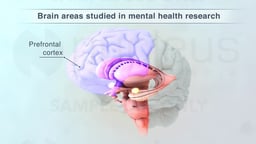 Brain Region Involved in Mental Health Research - Prefrontal Cortex (Labeled)