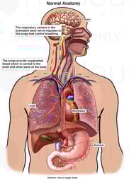 Normal Anatomy Involved in Respiration