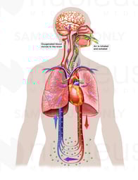 Normal Ventilation and Circulation