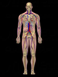 Male Cardiovascular and Skeletal System