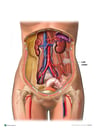 Anatomy of the Retroperitoneal Space and Organs