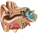 Anatomy of the Right Ear: Cross-Section