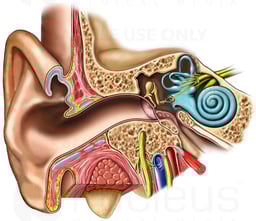 Anatomy of the Right Ear: Cross-Section