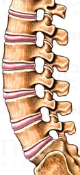 Lumbar Vertebrae with Intervertebral Discs, Lateral View