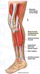 Lower Leg Anatomy