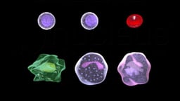 Stem Cell Differentiation
