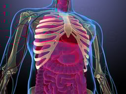 Anatomy of the Neck and Torso (male)