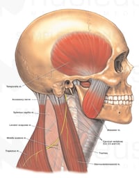 Anatomy of the Spinal Accessory Nerve