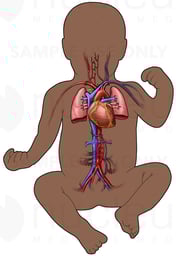 Circulatory System of Infant (Ethnic)