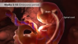 Embryonic Period: Weeks 5-10 of Pregnancy