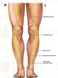 Nerves of the Lower Extremities