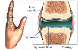 Synovial Joint