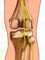 Knee with Nerves: Posterior View