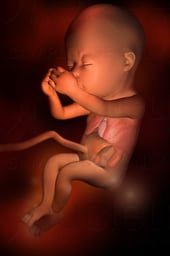 Week 17 in Fetal Development - Well Developed Organ Systems