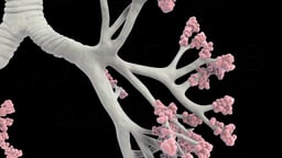 Bronchial Tree and Alveolar Clusters
