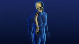 Skull and Spine Orientation - Male Version