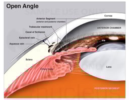 Anatomy of the Eye
