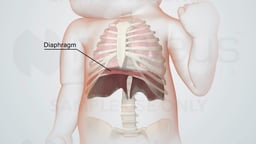 Anatomical Location of Diaphragm in Pediatric Thoracic Cavity