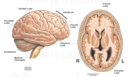 Anatomy of the Brain