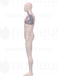 Lateral Male Respiratory System - 3D
