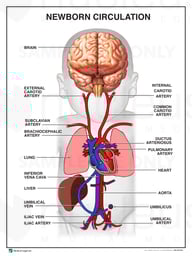 Newborn Circulation