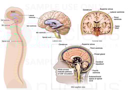Normal Brain Anatomy