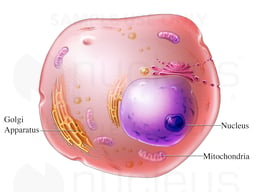 Normal Human Cell