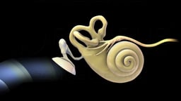 Sound Transmission Pathway in the Ear