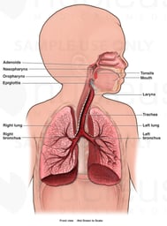 Respiratory System of a Child